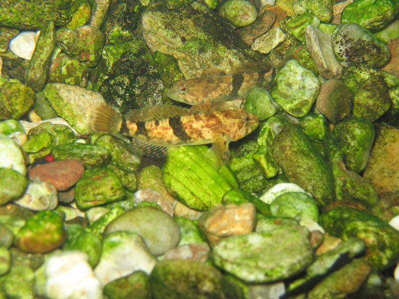 Bennett Springs 054.JPG - Here's a pair of Sculpin.  They've ventured a short distance from home and haven't yet adapted their colors.